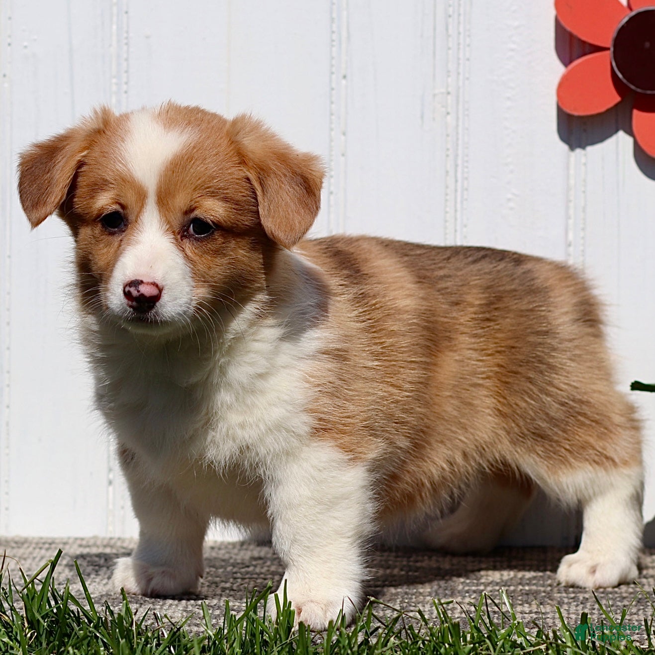 American Corgi dogs Jess - Ad 1