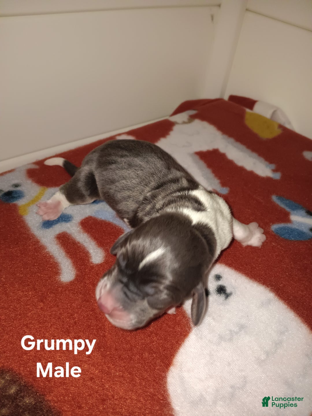 Basset Hound dogs for sale: Grumpy - Ad 7