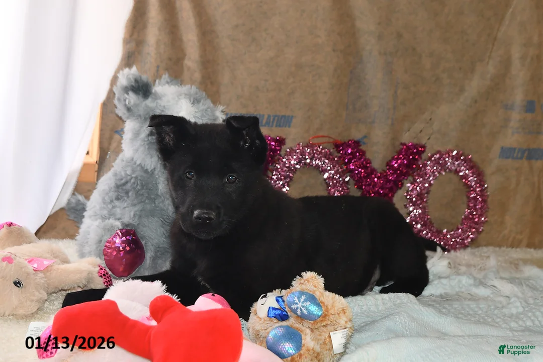 Belgian Malinois dogs for sale: Leo - Ad 3