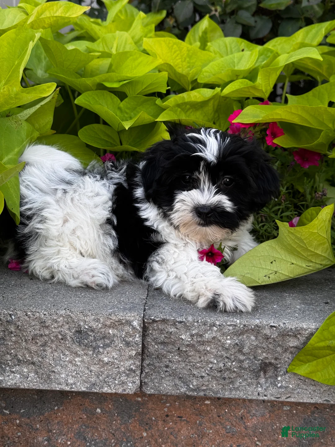 Mixed Breed dogs for sale: Stormy🐾 - Ad 2