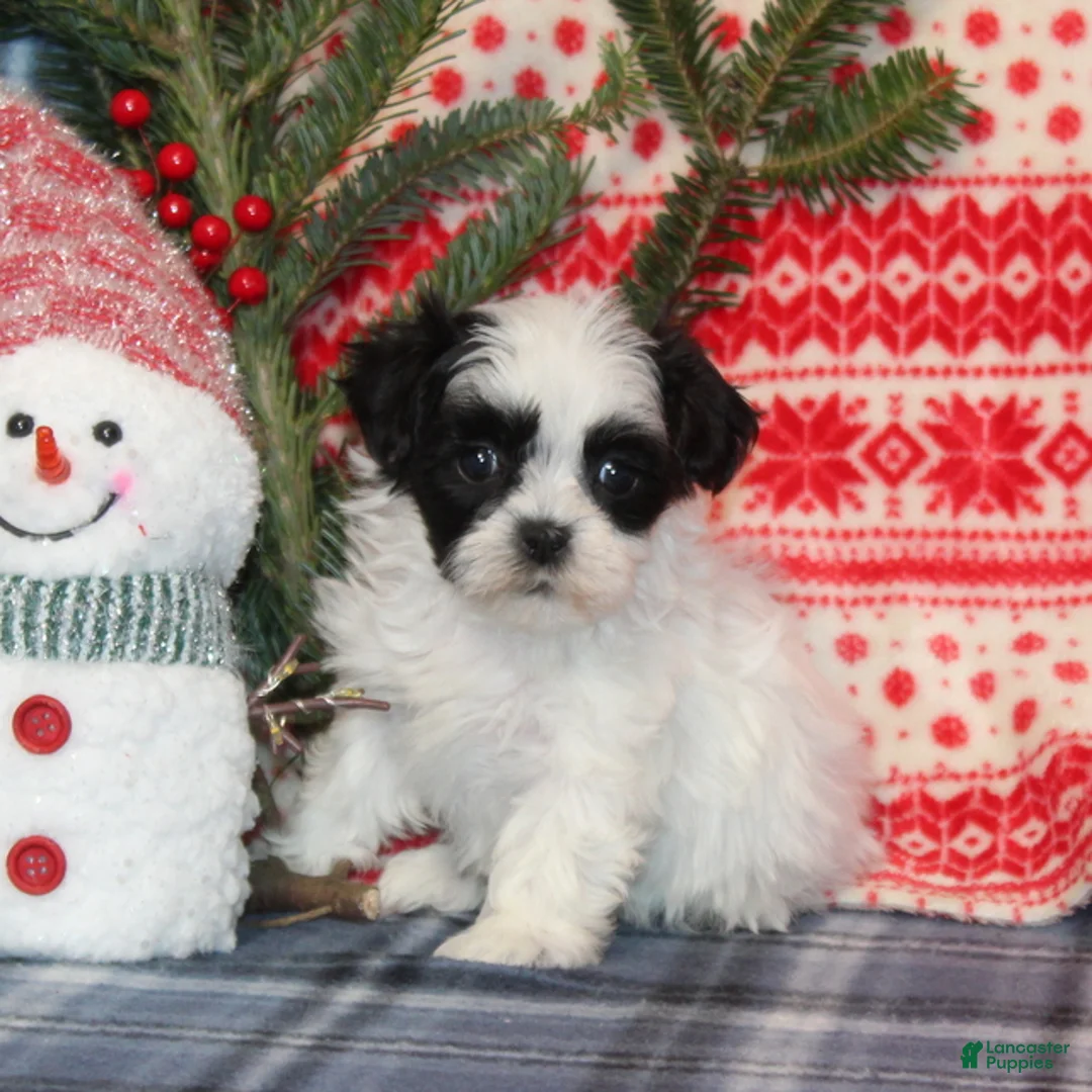 Teddy Bear dogs for sale: Harmony - Ad 3