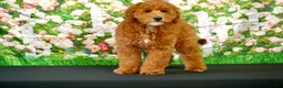 Goldendoodle dogs for sale: Eagle - Ad 2