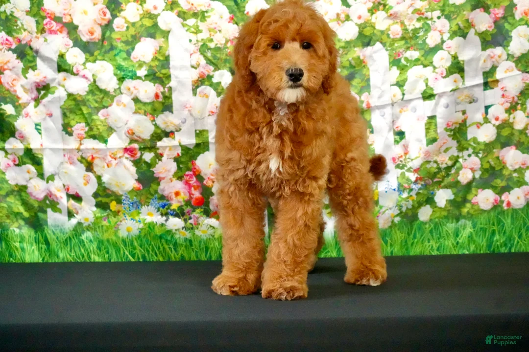Goldendoodle dogs for sale: Eagle - Ad 2