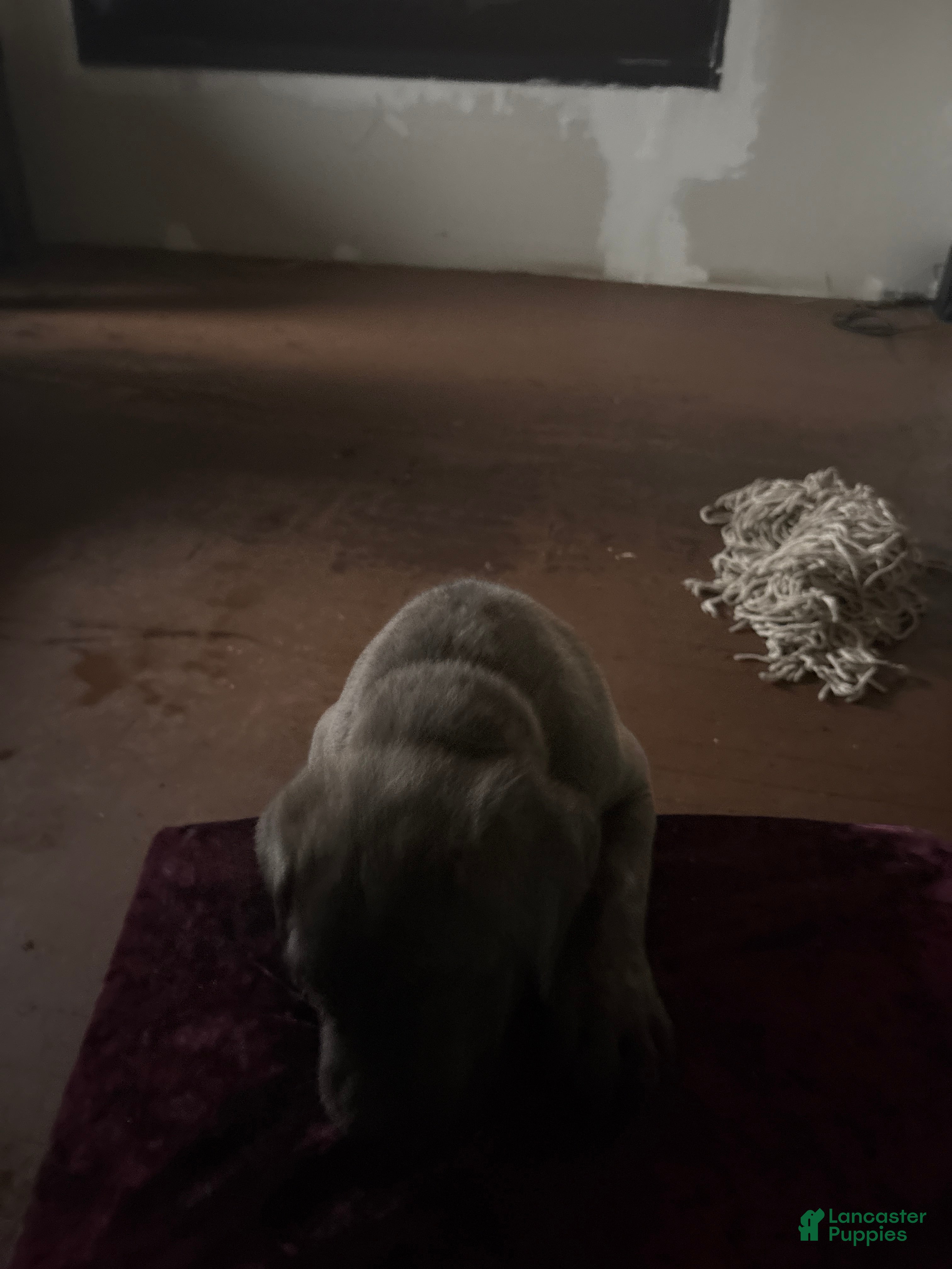 Cane Corso dogs Cane Corso 2 - Ad 1