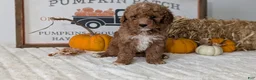 Mini Goldendoodle dogs for sale: Avery - Ad 7