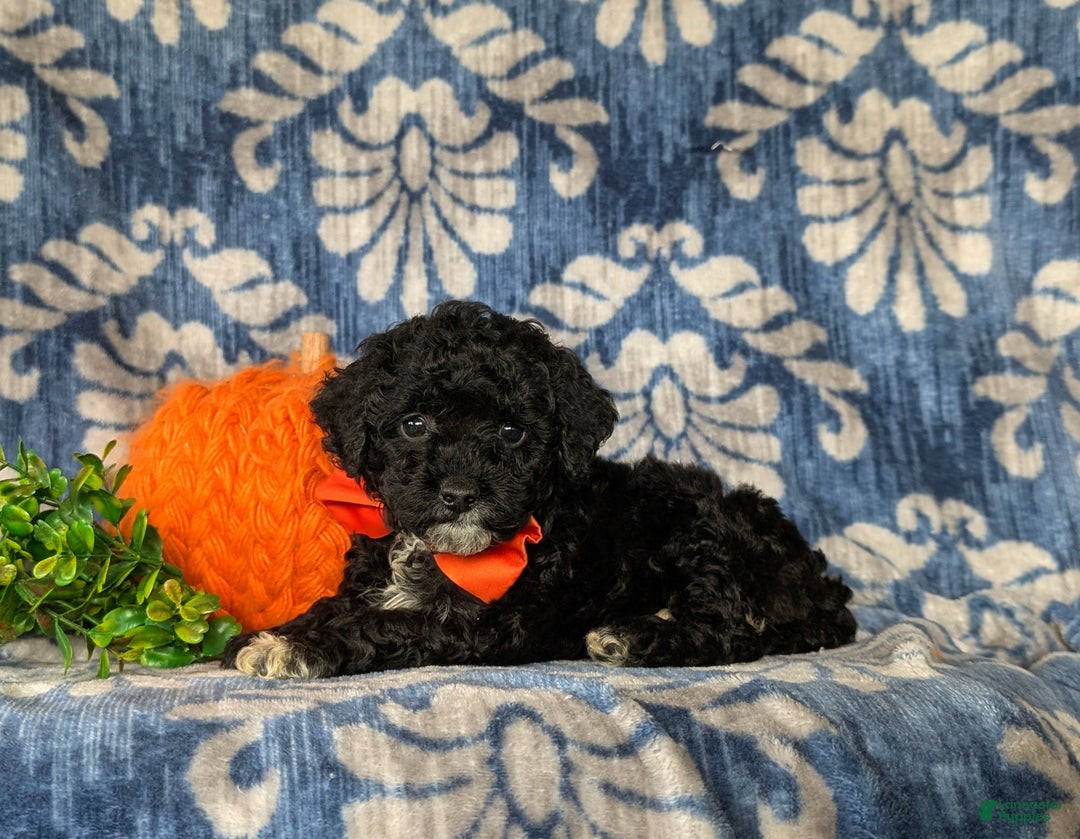 Miniature Poodle dogs for sale: Tayte - Ad 5