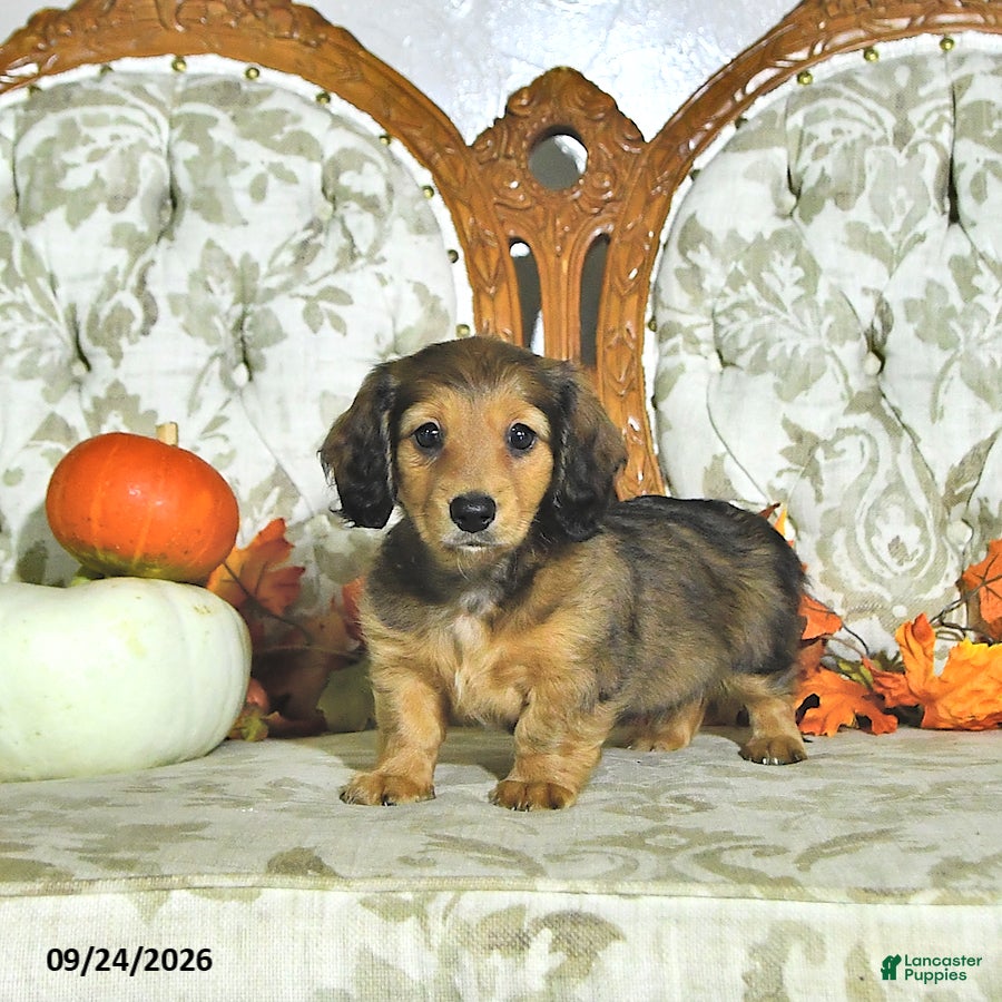 Miniature Dachshund dogs Willow - Ad 1