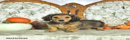 Miniature Dachshund dogs for sale: Willow - Ad 1