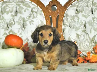 Miniature Dachshund dogs Willow - Ad 1