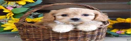 Cavachon dogs for sale: Tara - Ad 3