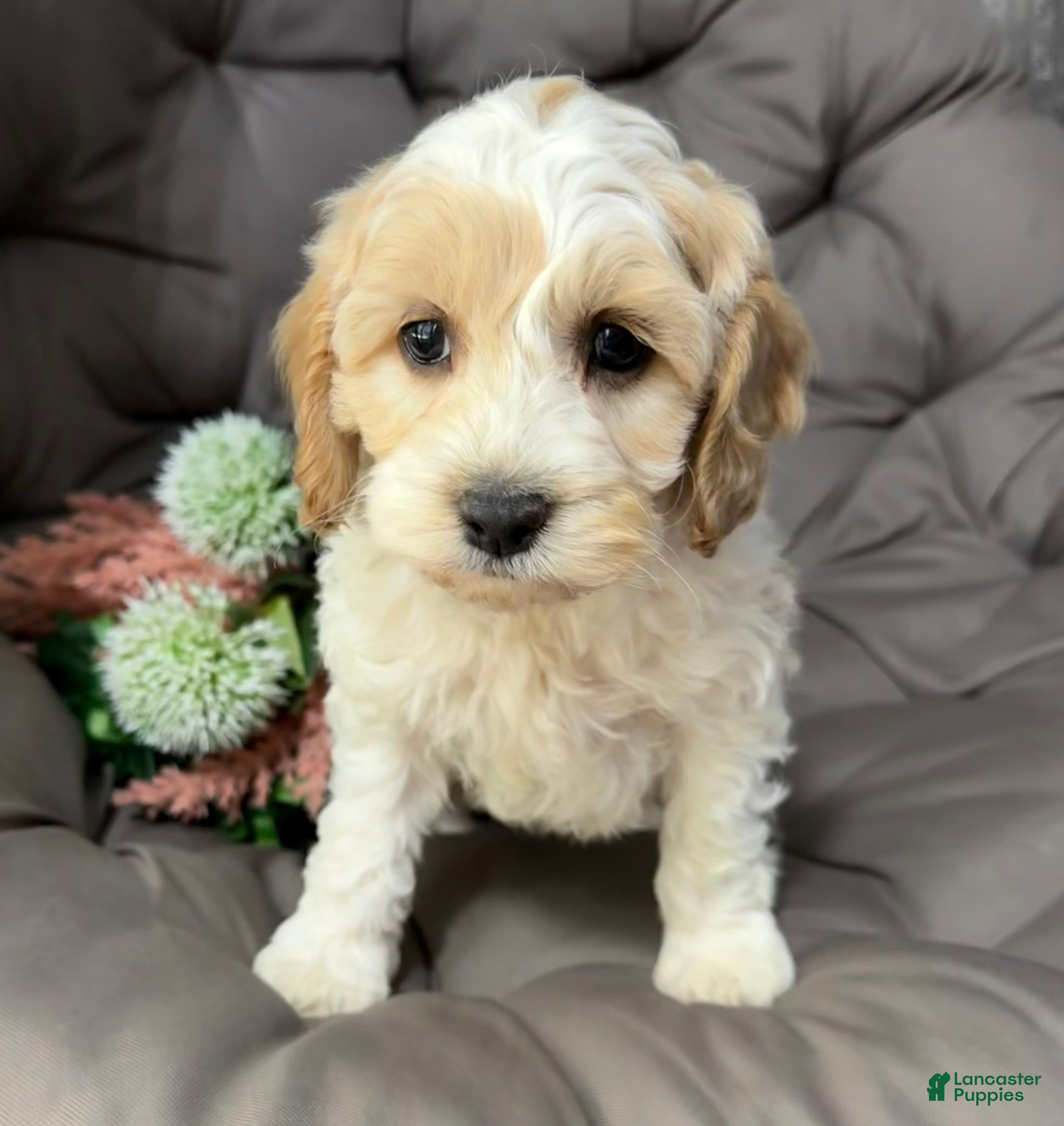 Cockapoo dogs Biff - Ad 2