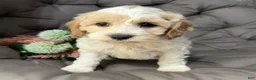 Cockapoo dogs for sale: Biff - Ad 2