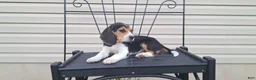Beagle dogs for sale: PIPER - Ad 4