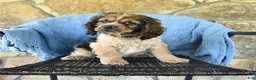 Cocker Spaniel dogs for sale: Melody - Ad 1