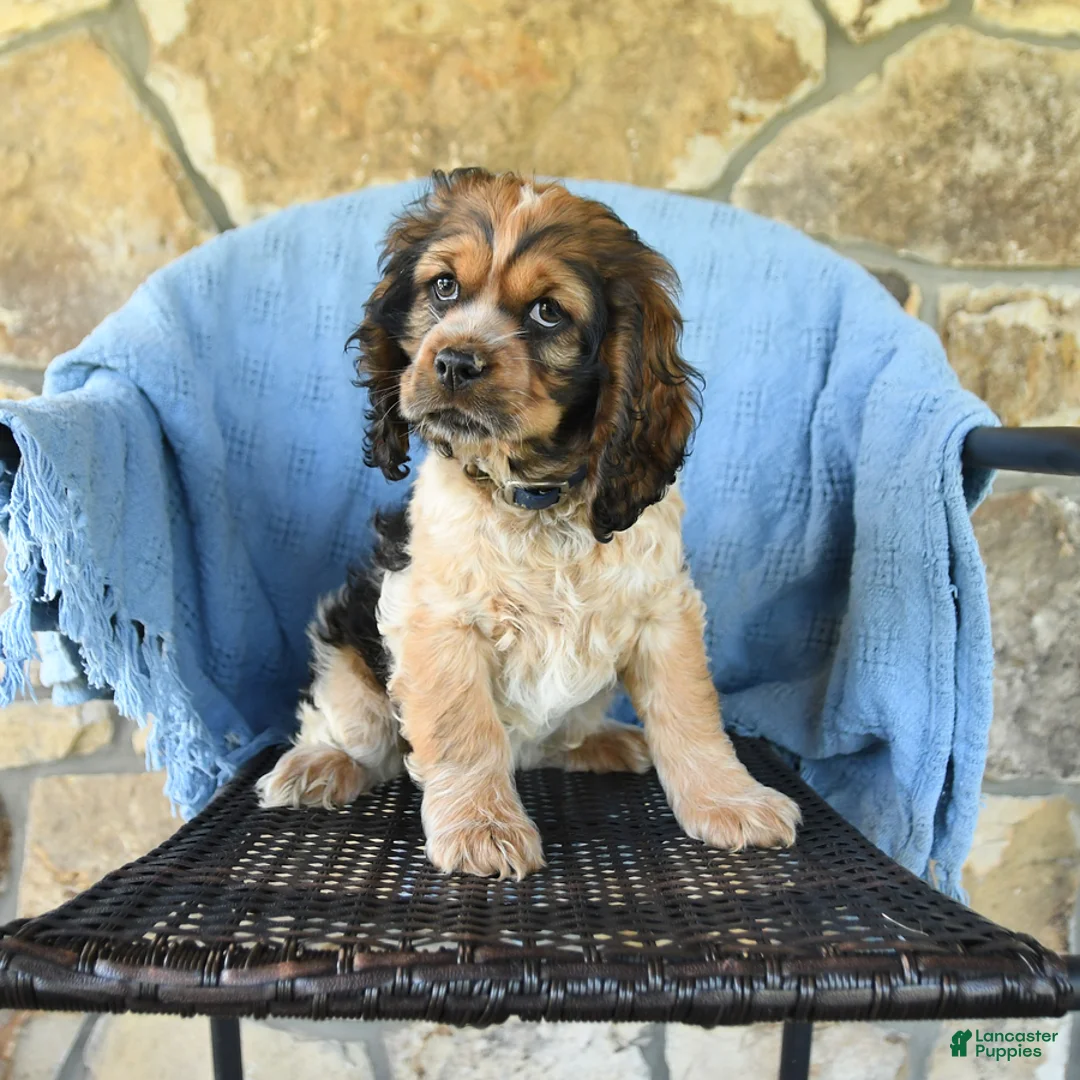 Cocker Spaniel dogs for sale: Melody - Ad 1