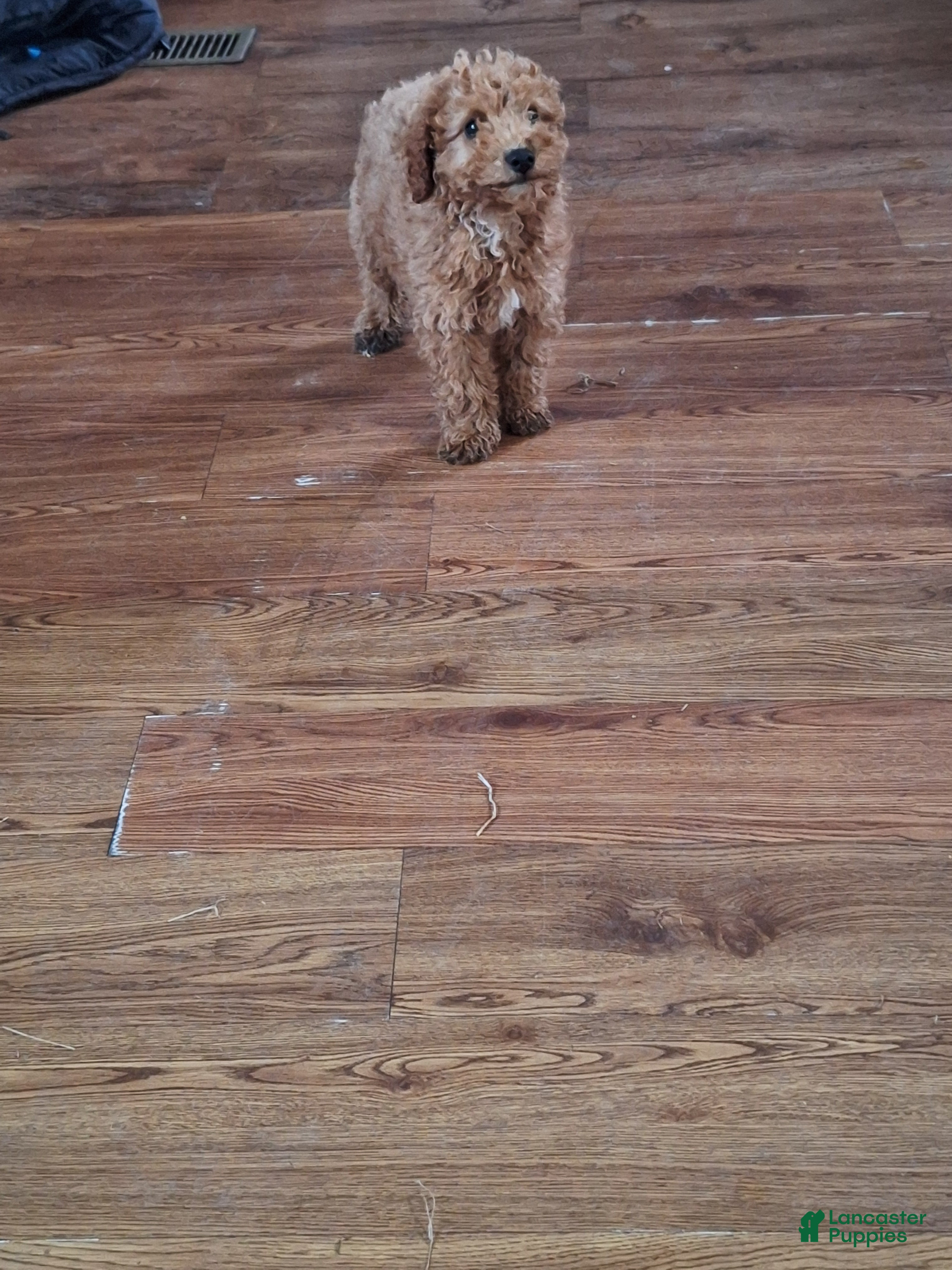 Maltipoo dogs Maltipoo Puppy 1 - Ad 31