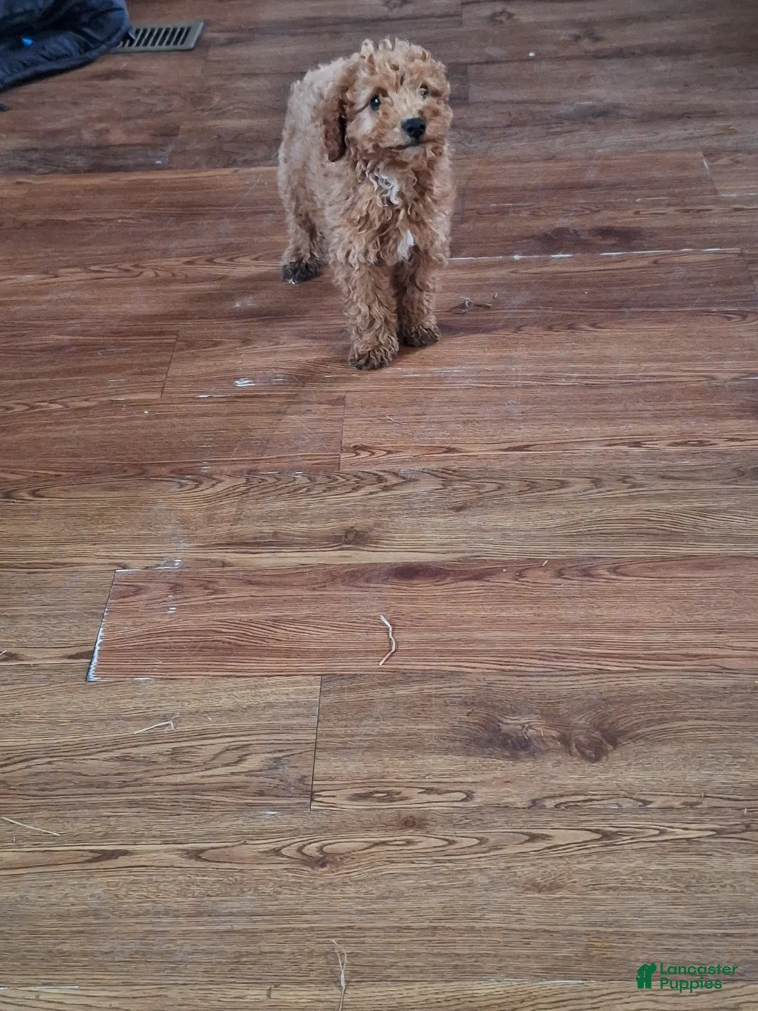 Maltipoo dogs for sale: Maltipoo Puppy 1 - Ad 1