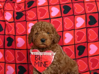 Mini Goldendoodle dogs Frosty - Ad 38