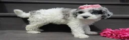 Sheepadoodle dogs for sale: Willow - Ad 3
