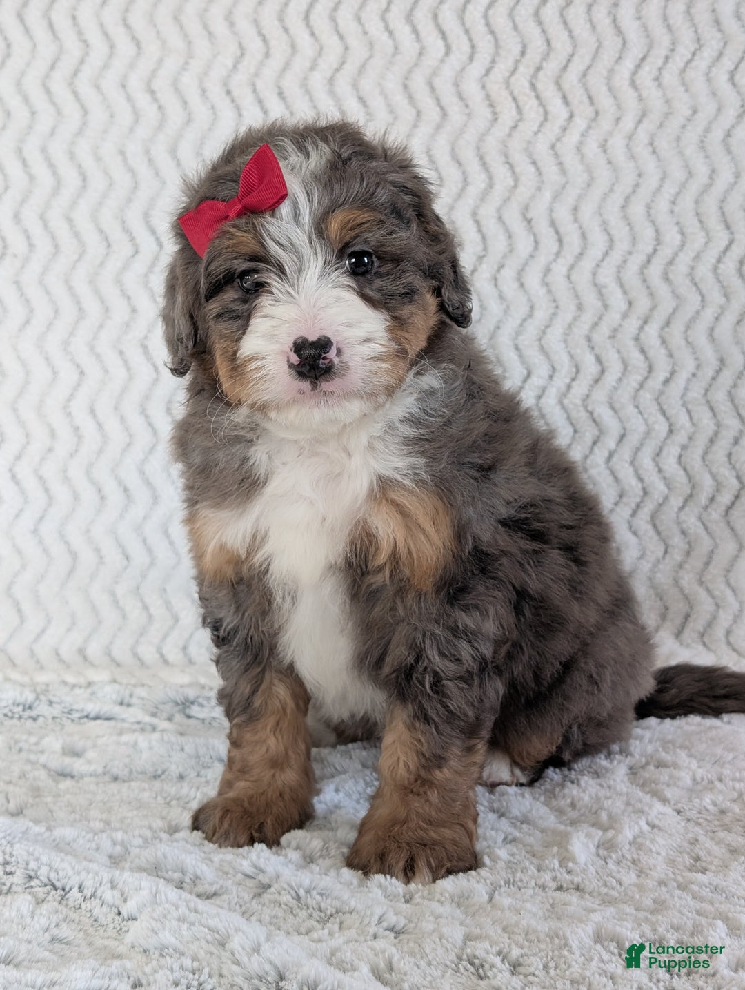 Mini Bernedoodle dogs for sale: Mini Wyatt  - Ad 5