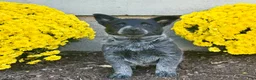 Australian Cattle Dog dogs for sale: Daisy  - Ad 4