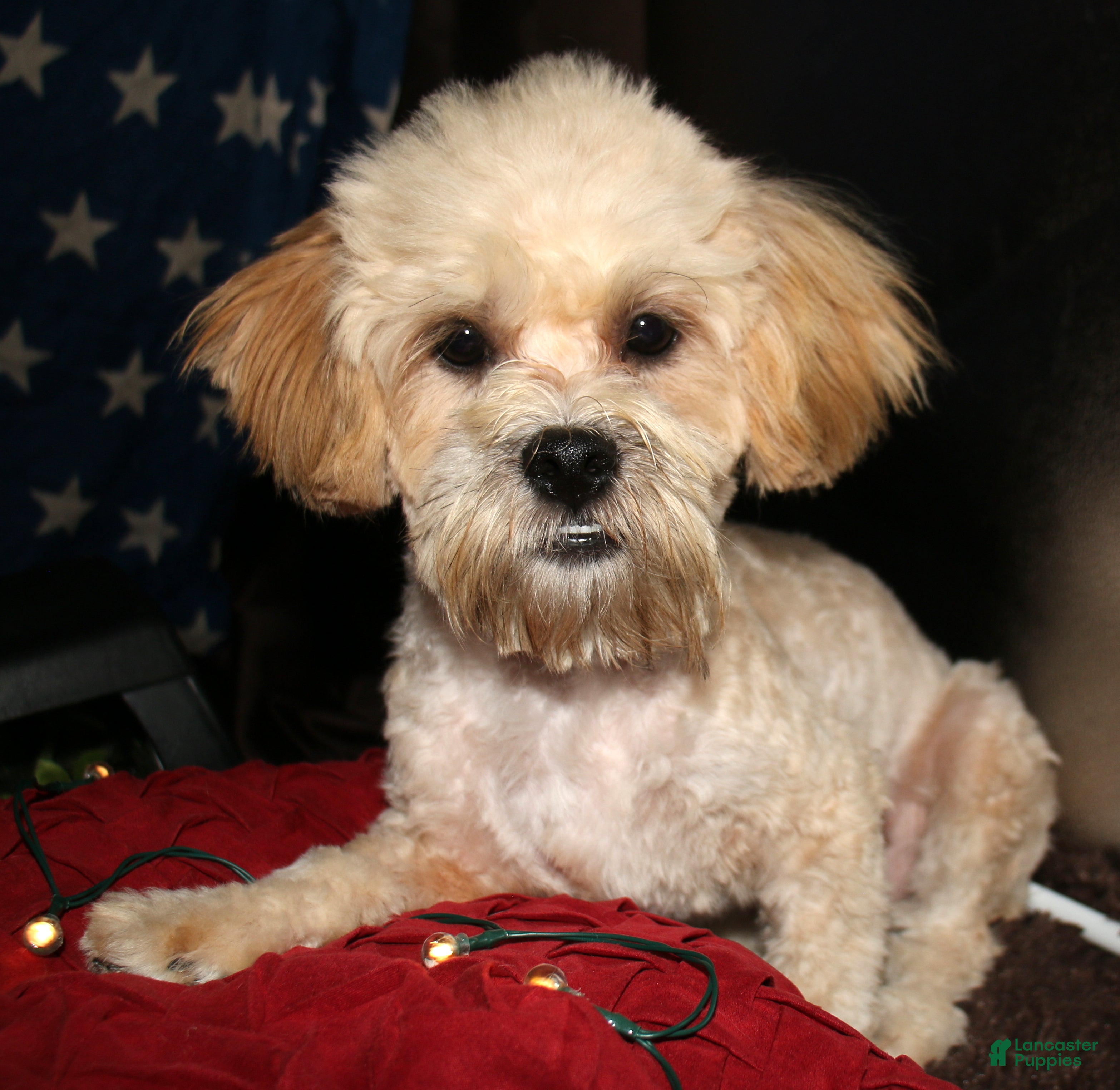 Shihpoo dogs Luke - Ad 1