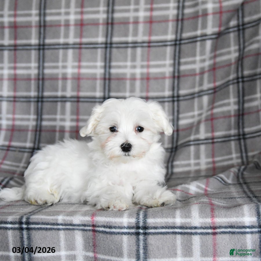 Maltese dogs Franklin - Ad 2