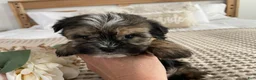 Morkie dogs for sale: Teacup Nugget - Ad 20