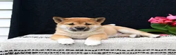 Shiba Inu dogs for sale: Jumper - Ad 4