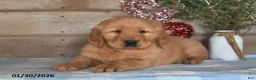 Golden Retriever dogs for sale: Alex - Ad 2