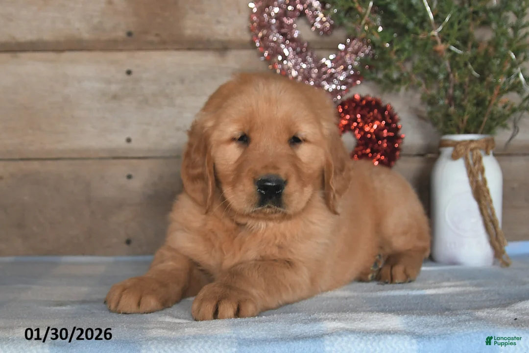 Golden Retriever dogs for sale: Alex - Ad 2