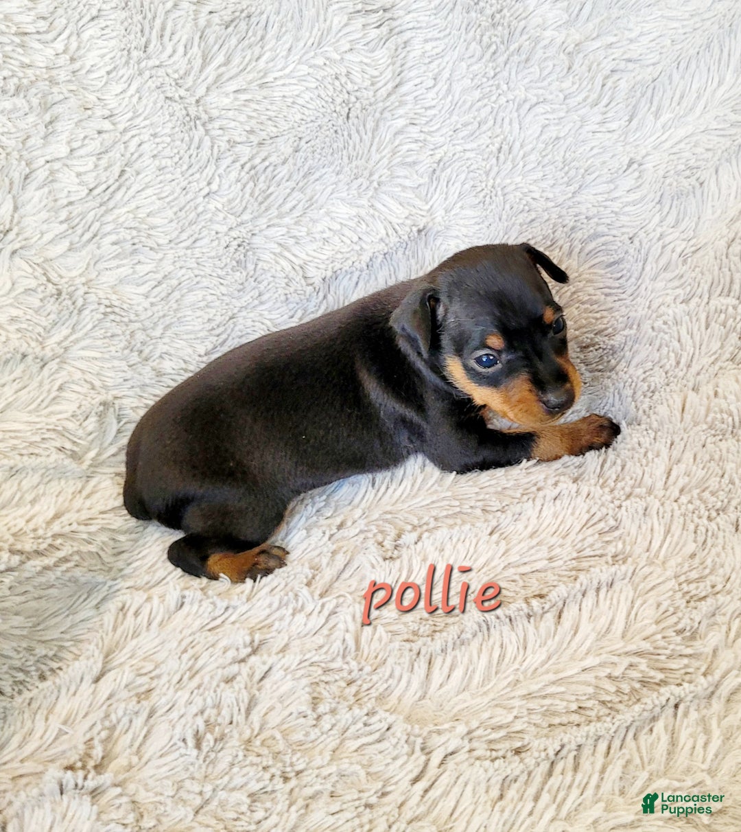 Miniature Pinscher dogs for sale: Pollie  - Ad 2
