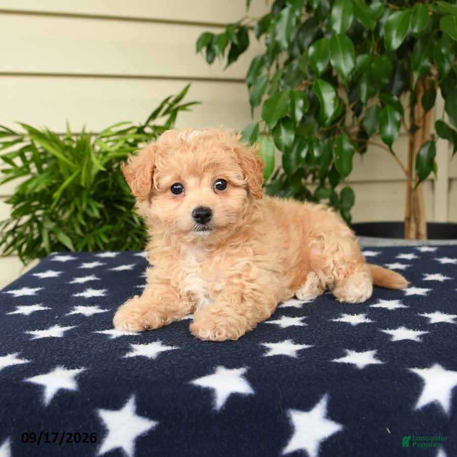 Bichpoo dogs Ashlie - Ad 2