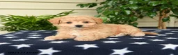 Bichpoo dogs for sale: Ashlie - Ad 2
