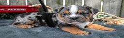 Beabull dogs for sale: Topher - Ad 2