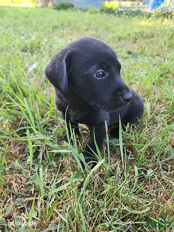 Labrador Retriever dogs Tucker - Ad 2