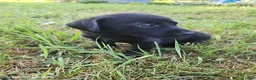 Labrador Retriever dogs for sale: Tucker - Ad 2