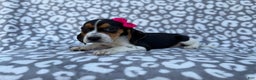 Beagle dogs for sale: Velma - Ad 3
