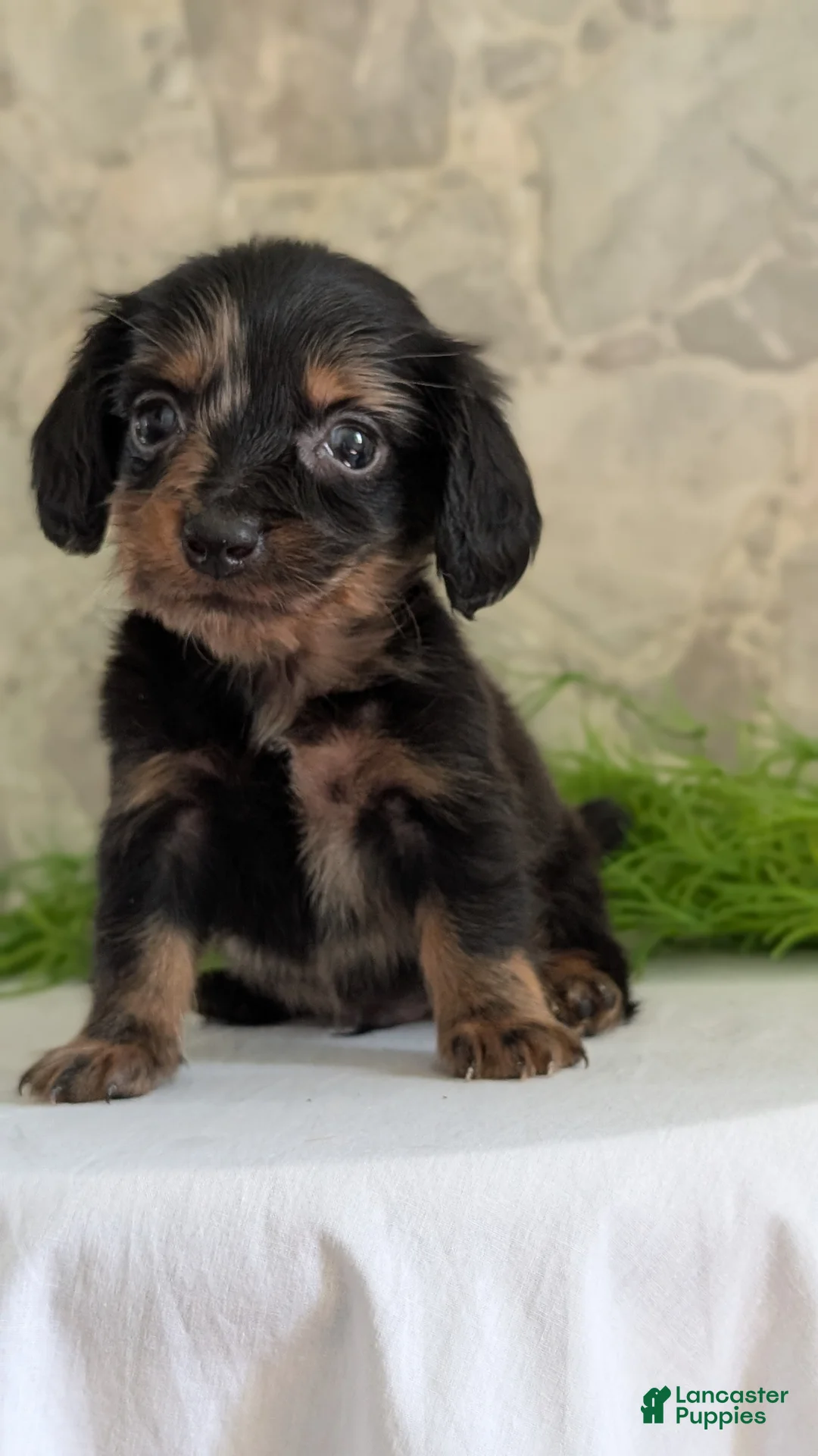 Miniature Dachshund dogs for sale: Loki  - Ad 2