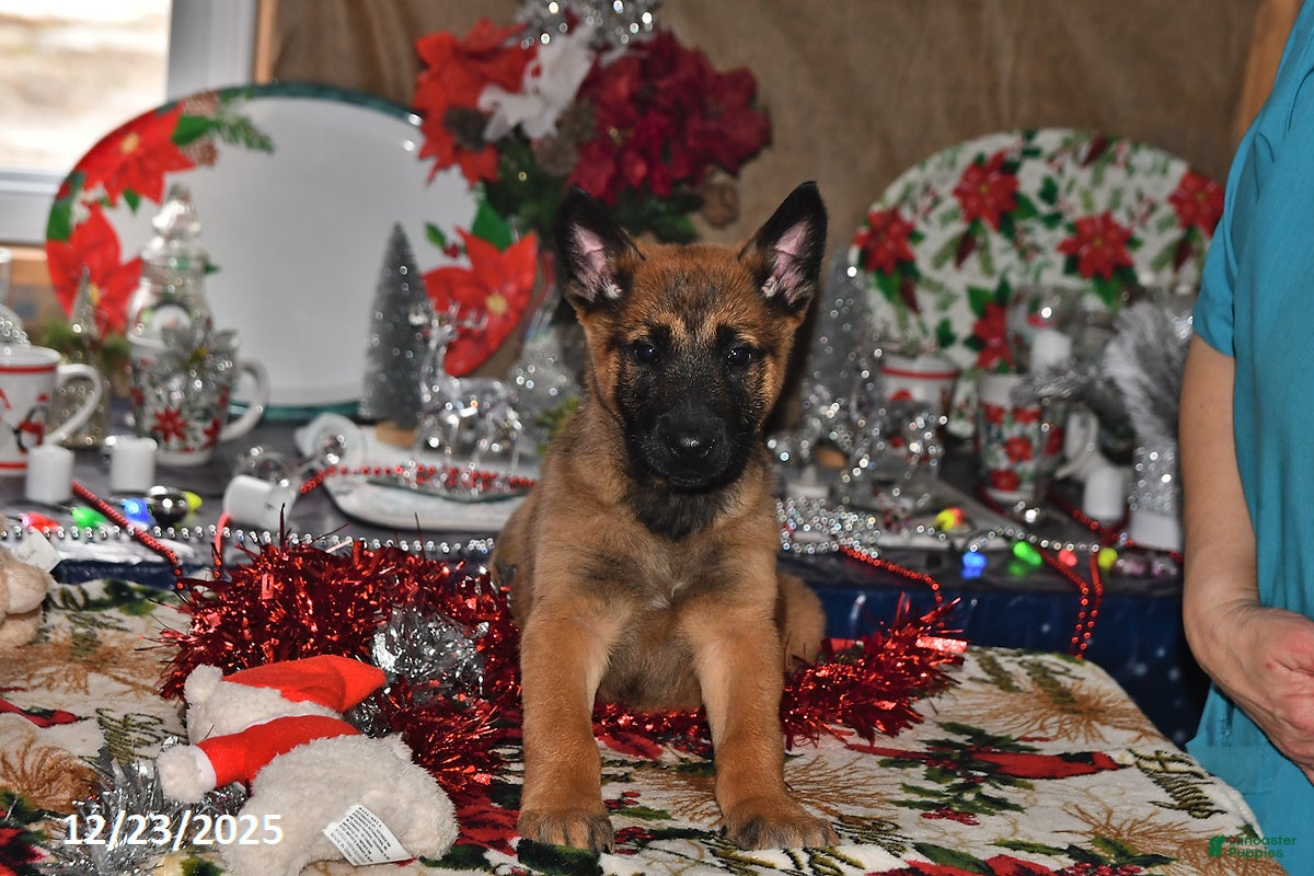 Belgian Malinois dogs Diesel - Ad 4