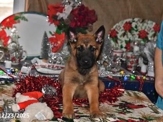 Belgian Malinois dogs Diesel - Ad 4