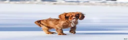 Cavalier King Charles Spaniel dogs for sale: Colsen - Ad 18