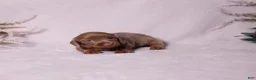 Miniature Dachshund dogs for sale: Snickers - Ad 8