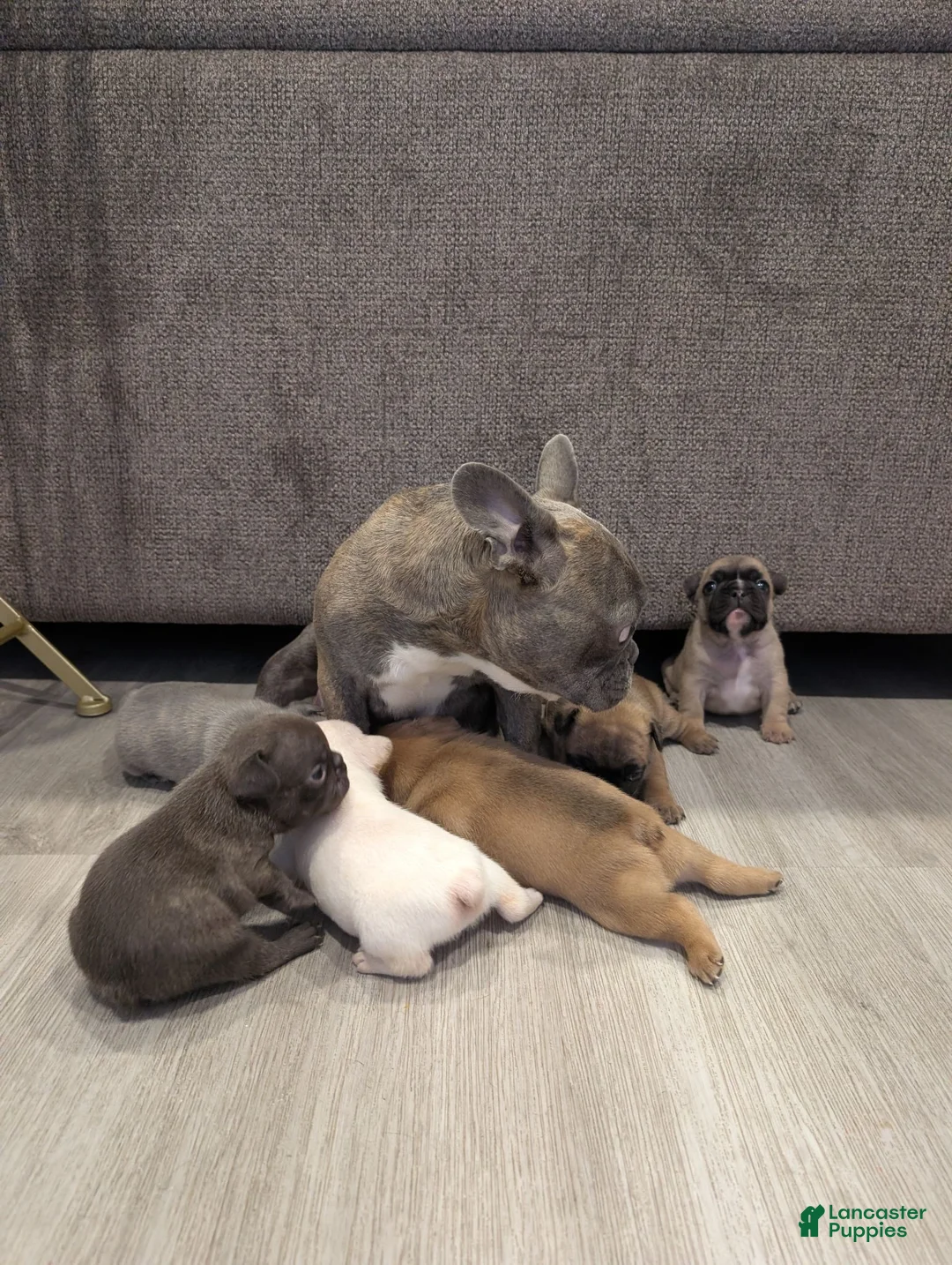 French Bulldog dogs for sale: French Bulldog boy #4 - Ad 10