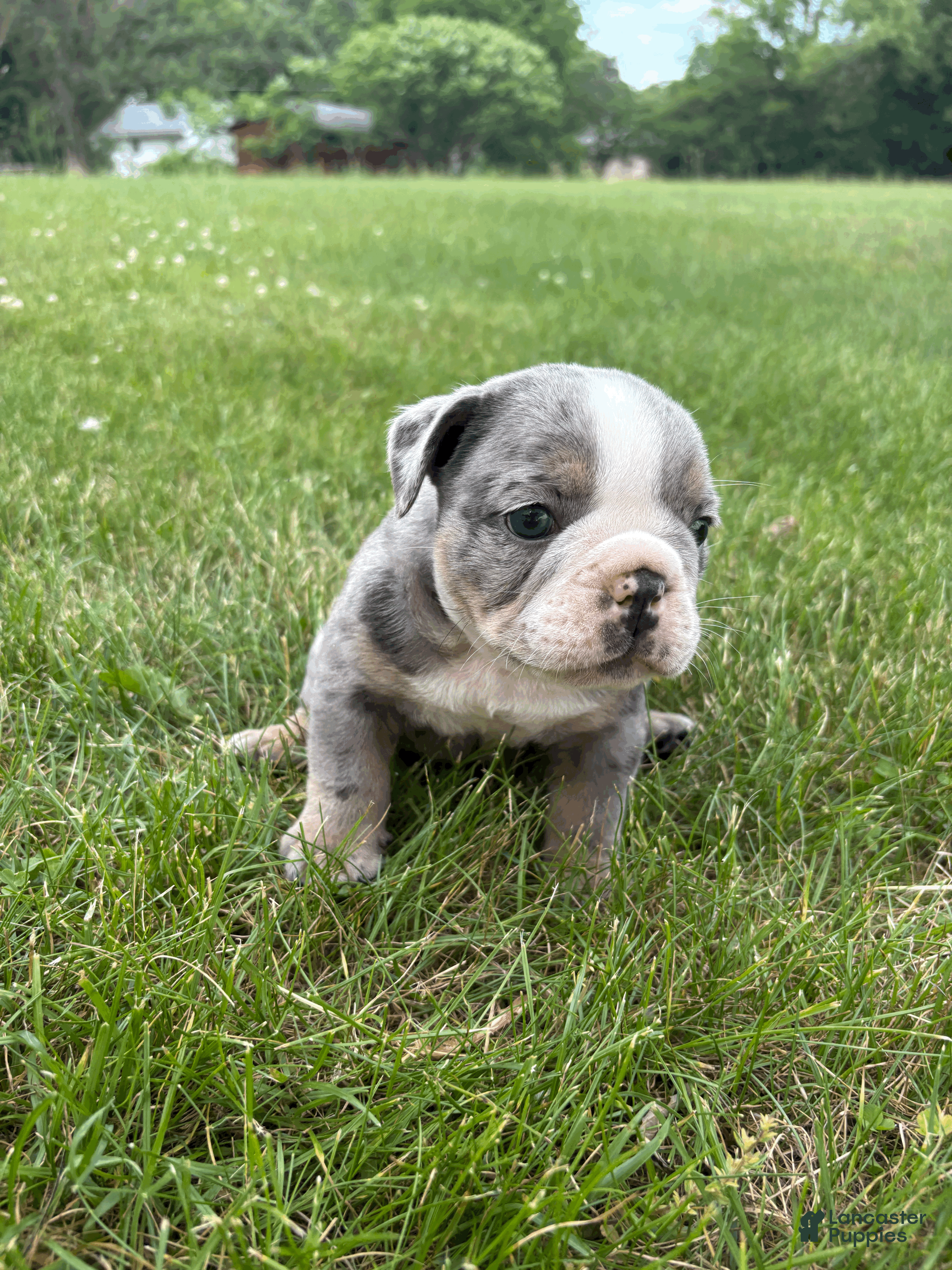 Mixed Breed dogs Rocky - Ad 2