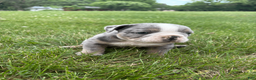 Mixed Breed dogs for sale: Rocky - Ad 2