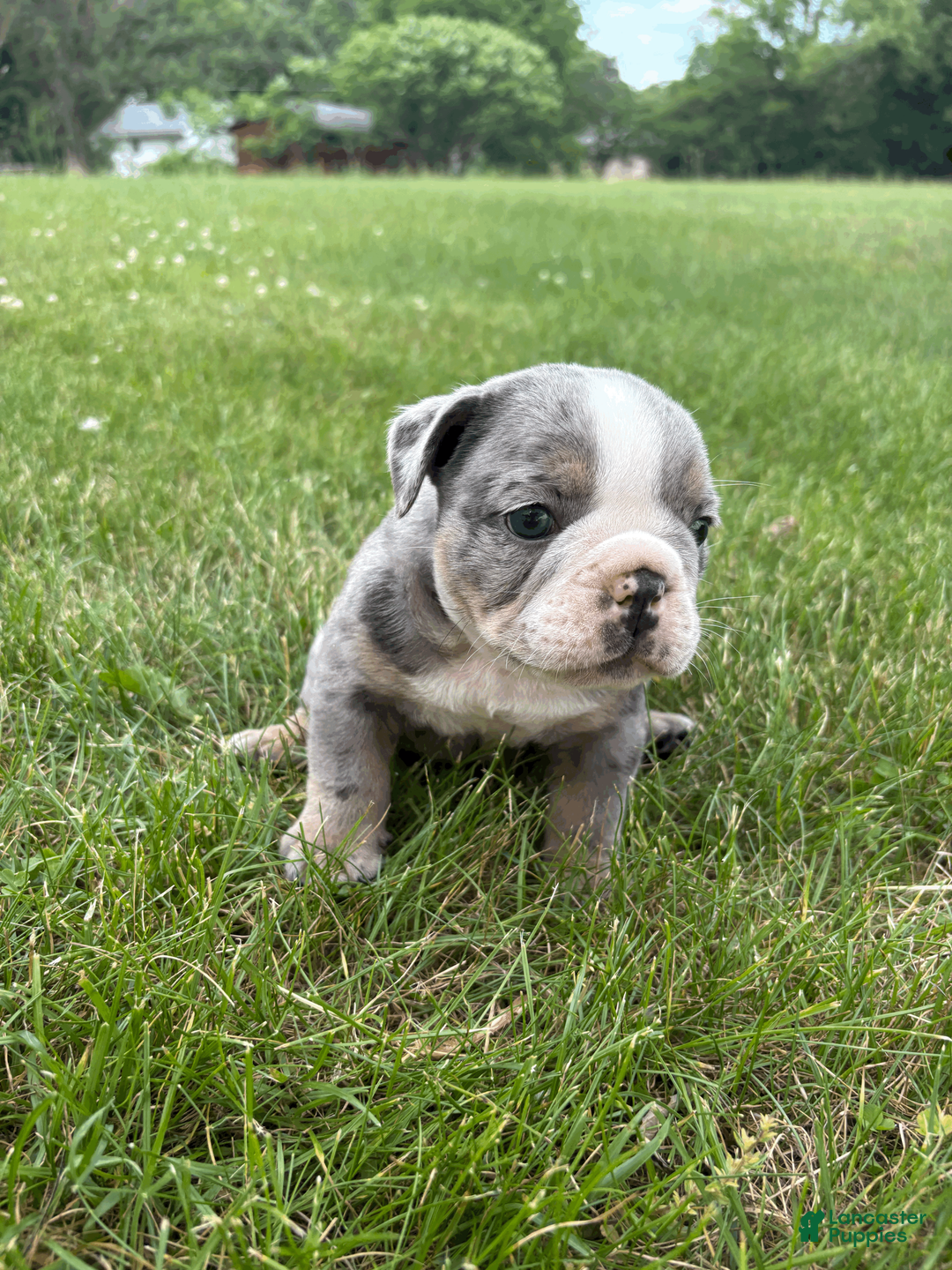 Mixed Breed dogs for sale: Rocky - Ad 2