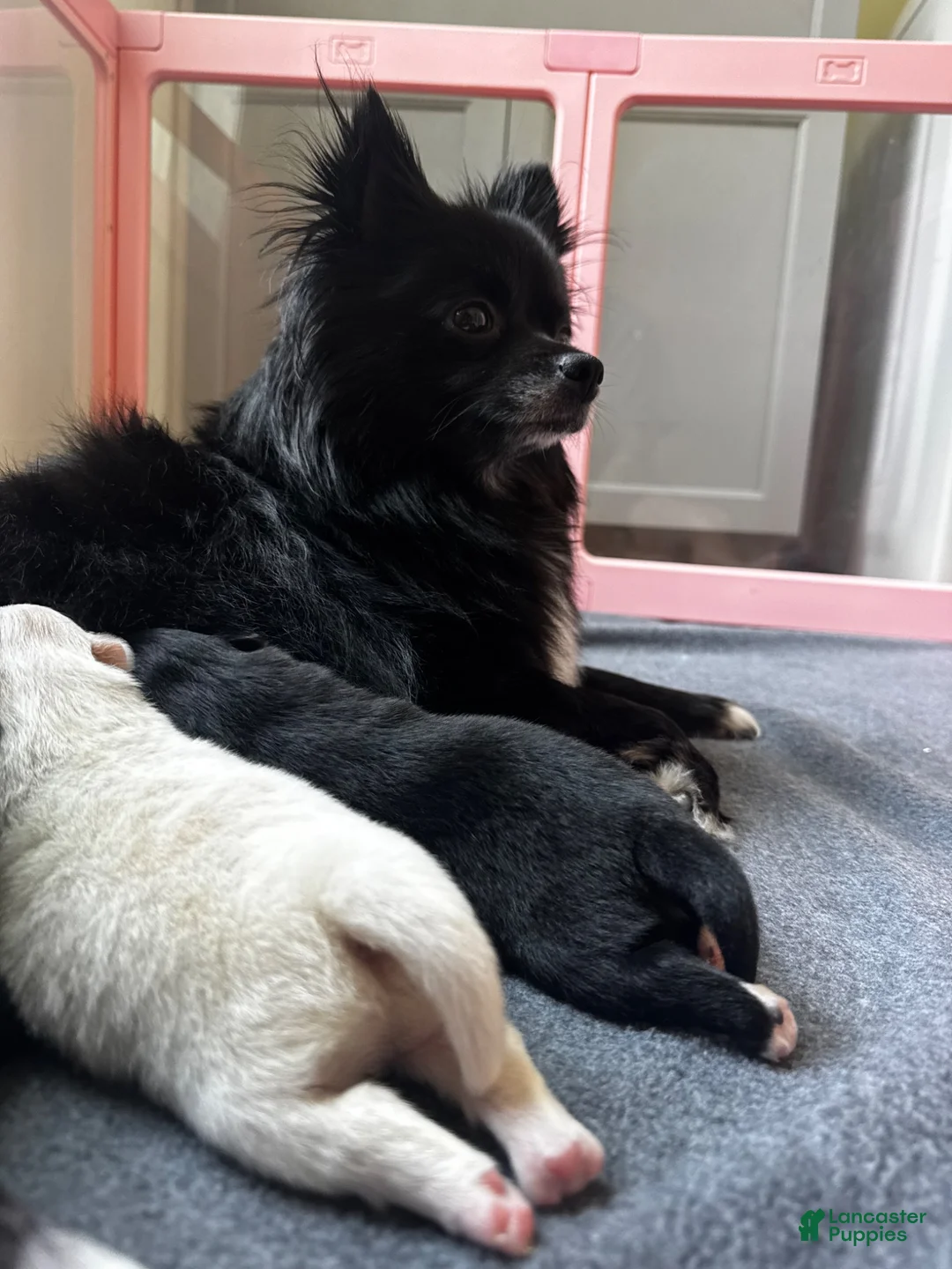 Pomeranian dogs for sale: Pomeranian 2 - Ad 3