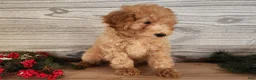 Mini Goldendoodle dogs for sale: Indy - Ad 2