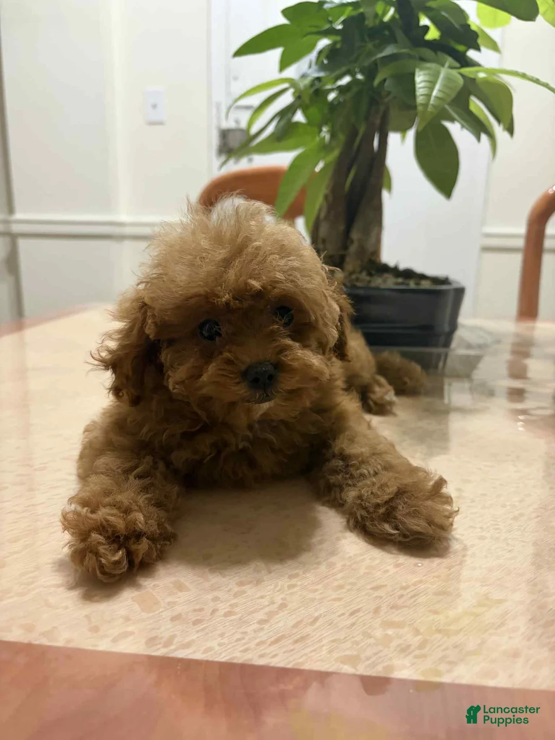 Toy Poodle dogs for sale: Jill - Ad 1